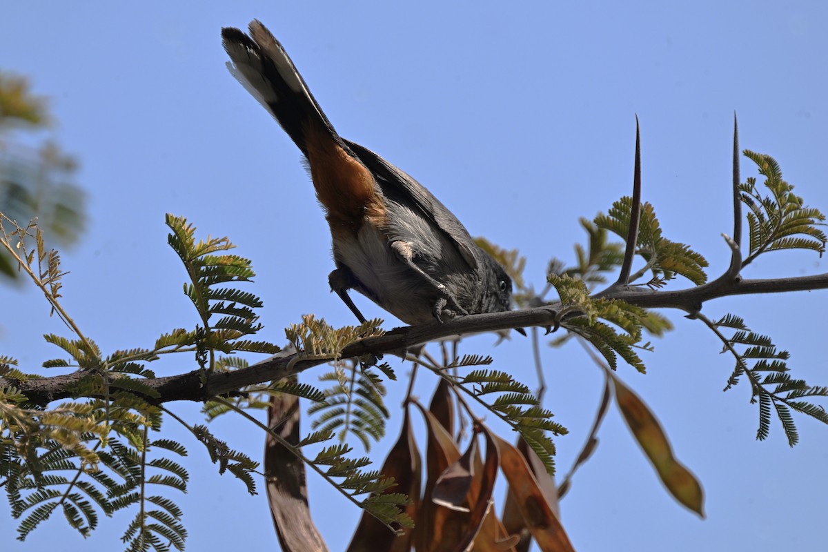 Curruca Sureña - ML622762420