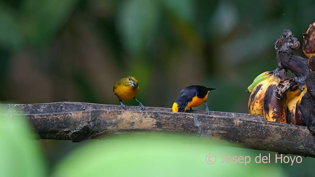 Thick-billed Euphonia (Black-tailed) - ML622762473
