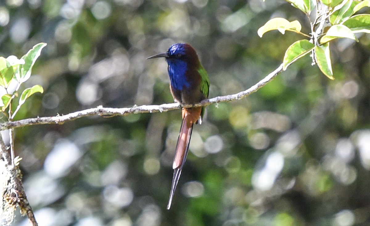 Purple-bearded Bee-eater - Bruce Wedderburn