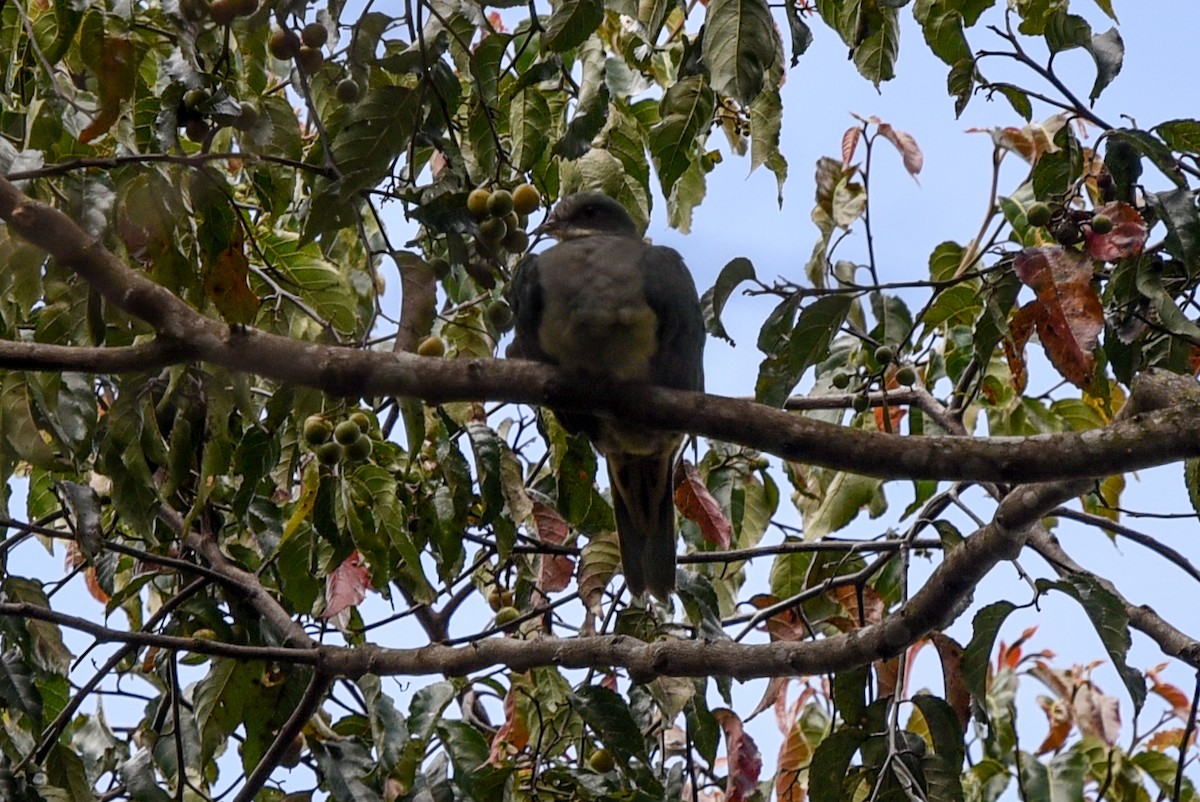 Red-eared Fruit-Dove (Red-eared) - ML622762659