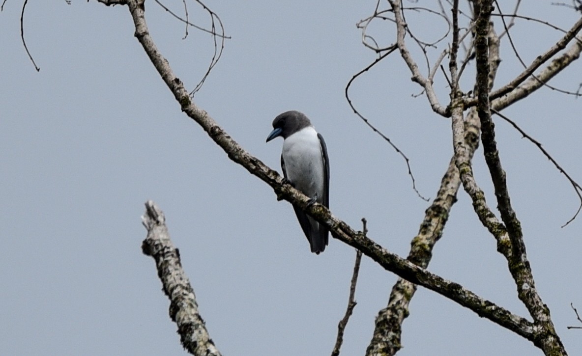 Ivory-backed Woodswallow - ML622762739