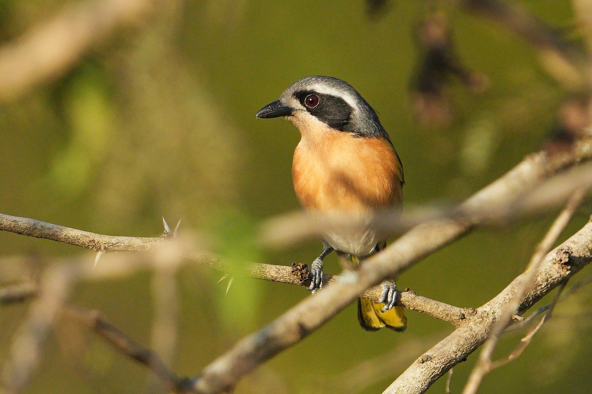 Olive Bushshrike - ML622762752