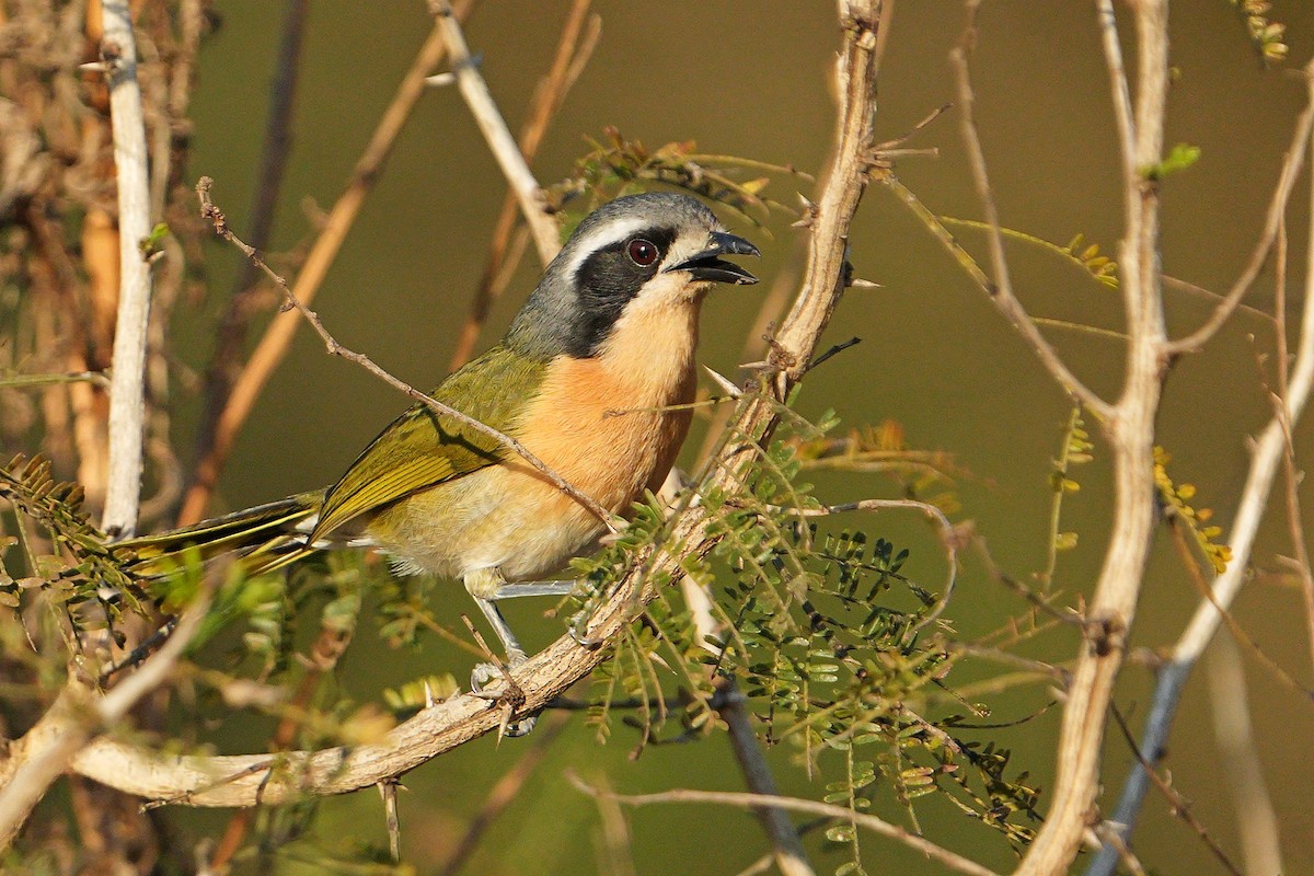 Olive Bushshrike - ML622762753