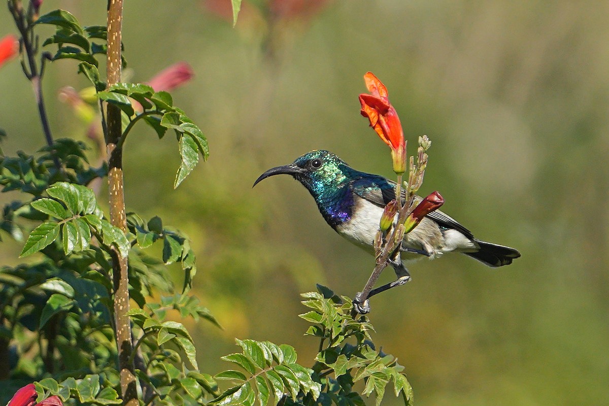 シロハラタイヨウチョウ - ML622762757