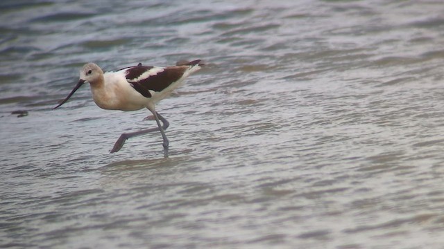 American Avocet - ML622762768