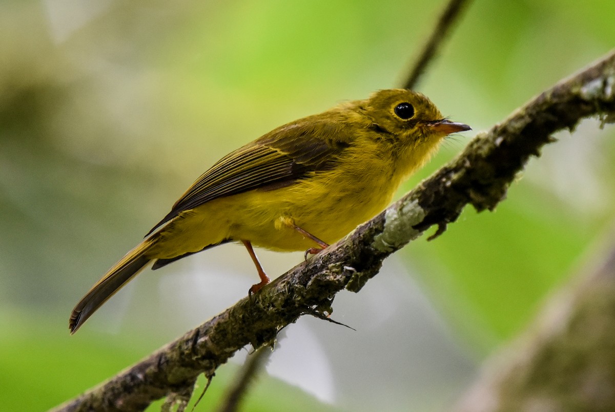 Gobemoustique canari - ML622762782