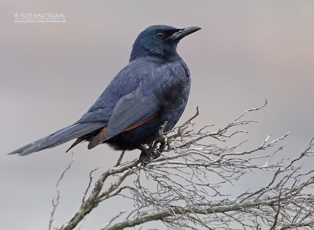 Red-winged Starling - ML622762871