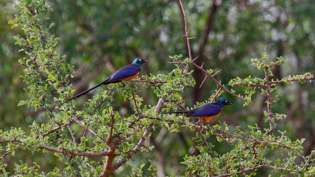 Golden-breasted Starling - ML622762879