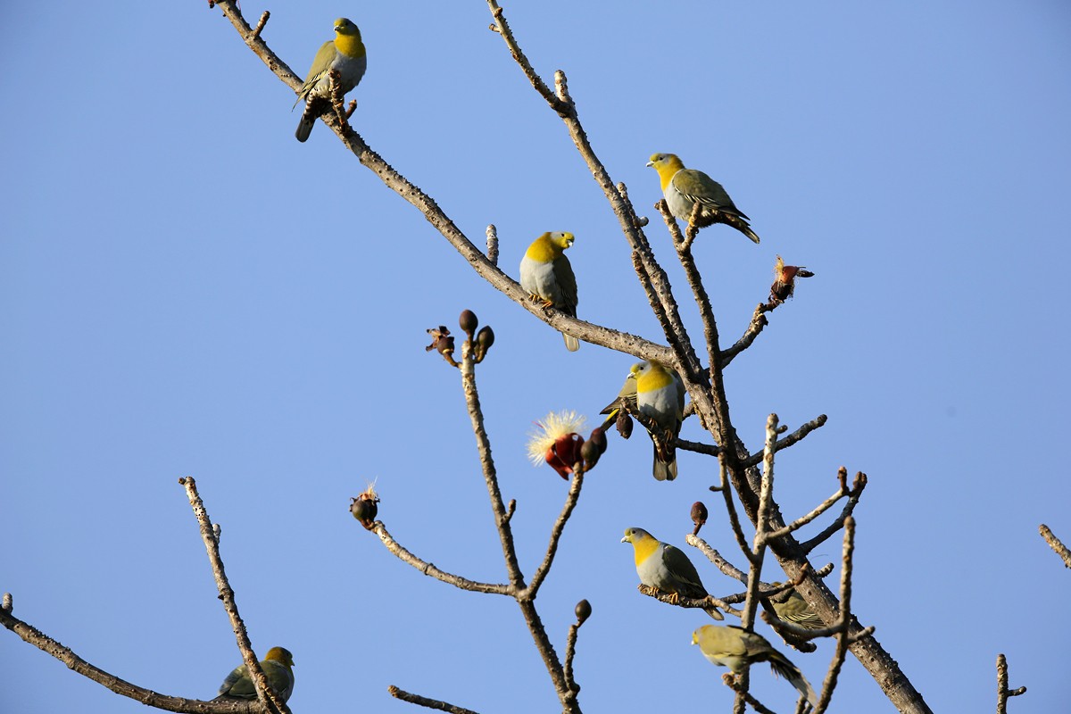 Yellow-footed Green-Pigeon - ML622762935
