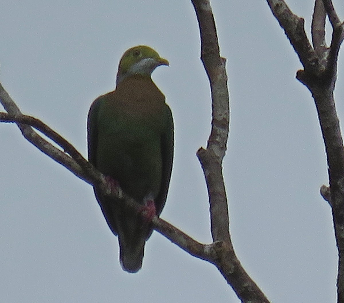 Ornate Fruit-Dove - ML622762936