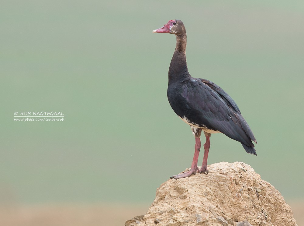 Spur-winged Goose - ML622763139