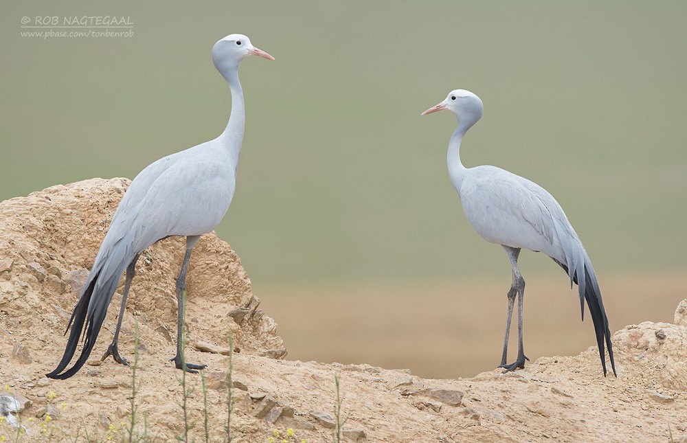 Blue Crane - ML622763141