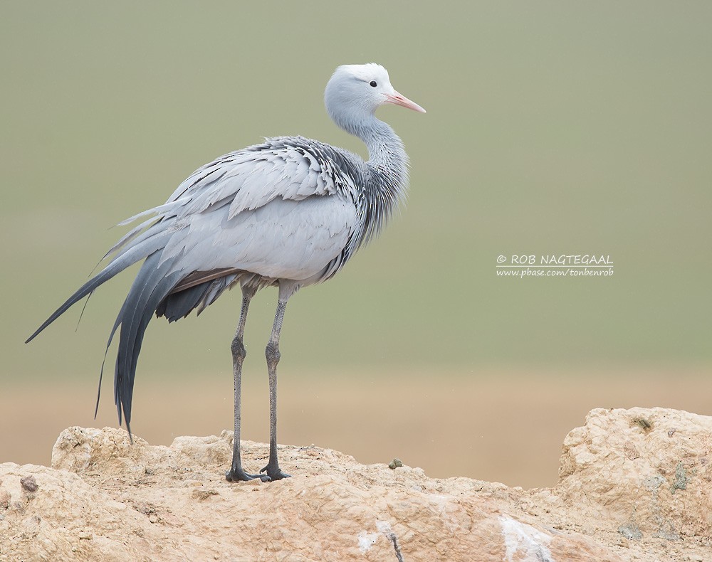 Blue Crane - ML622763142