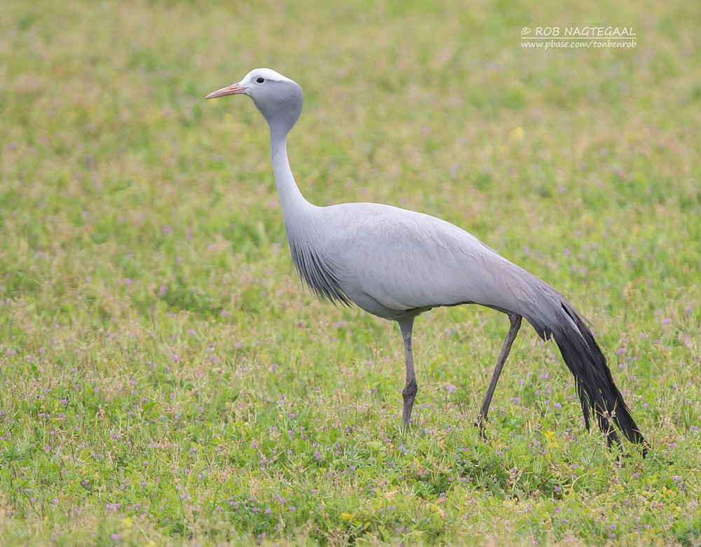 Blue Crane - ML622763143