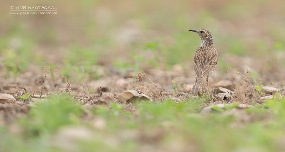 Cape Long-billed Lark (Agulhas) - ML622763146
