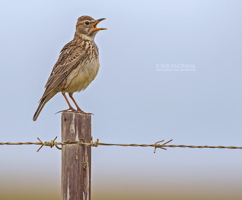 Large-billed Lark - ML622763150