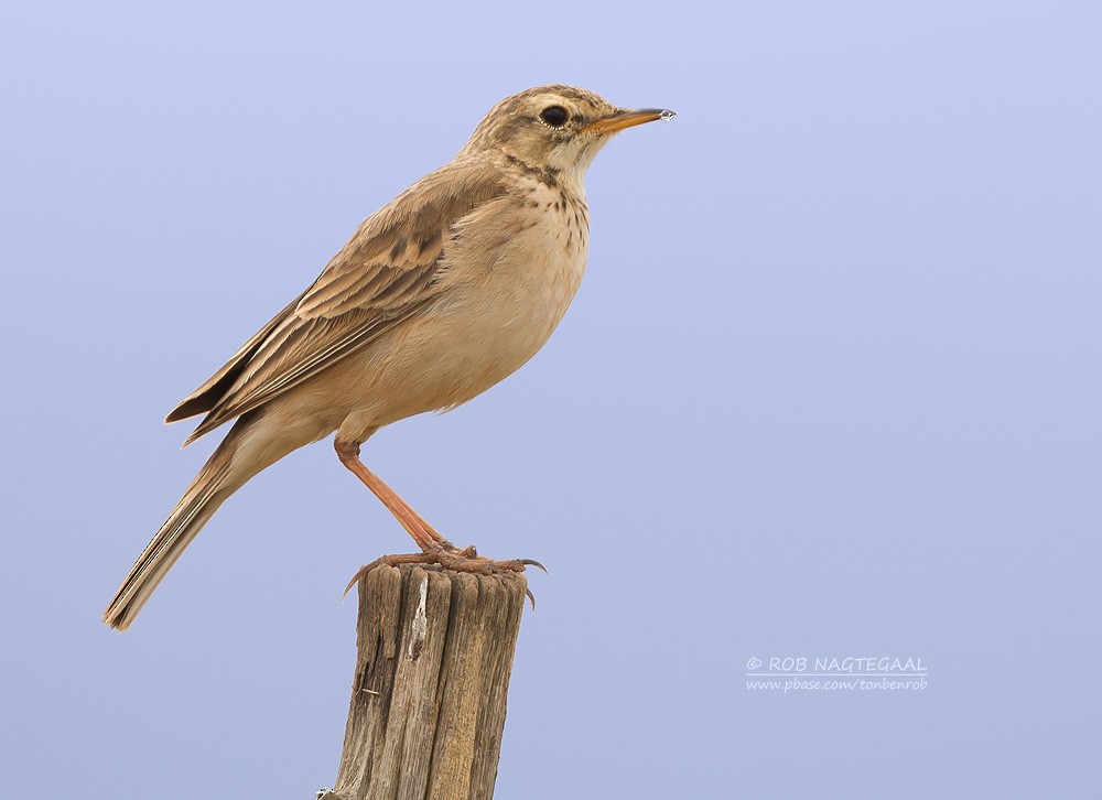 African Pipit - ML622763152