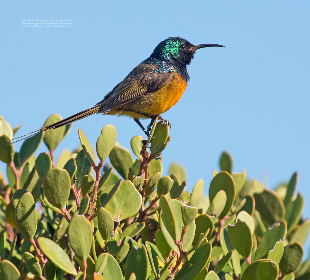 Orange-breasted Sunbird - ML622763159