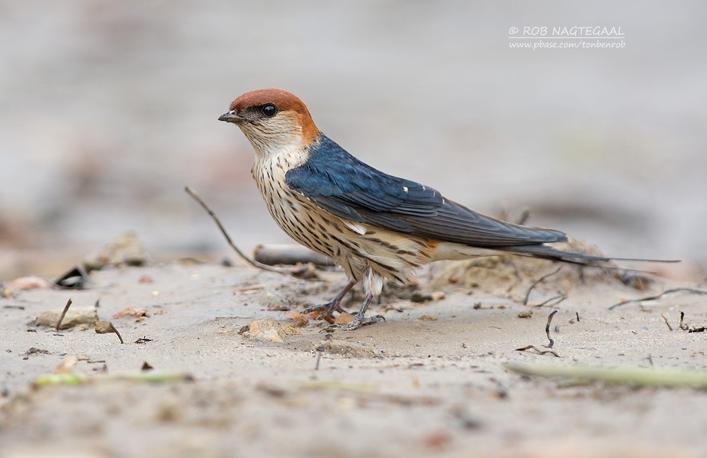 Greater Striped Swallow - ML622763163