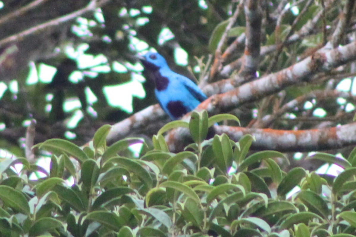 Cotinga Azul - ML622763438