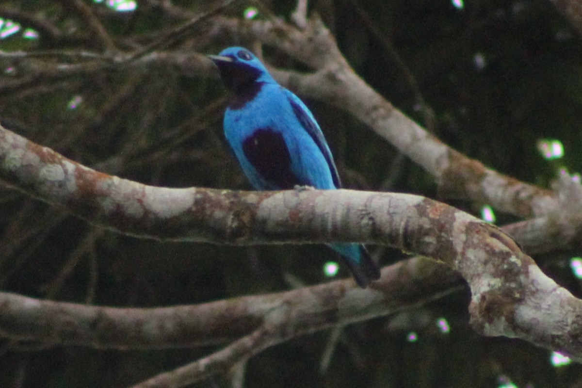 Blue Cotinga - ML622763439