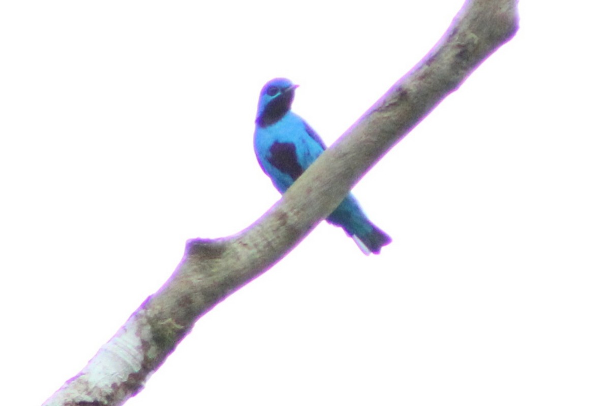 Cotinga Azul - ML622763440