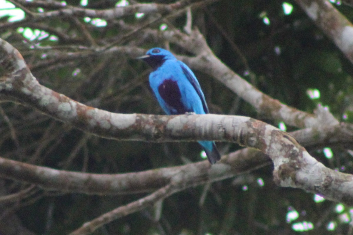 Blue Cotinga - Tommy DeBardeleben