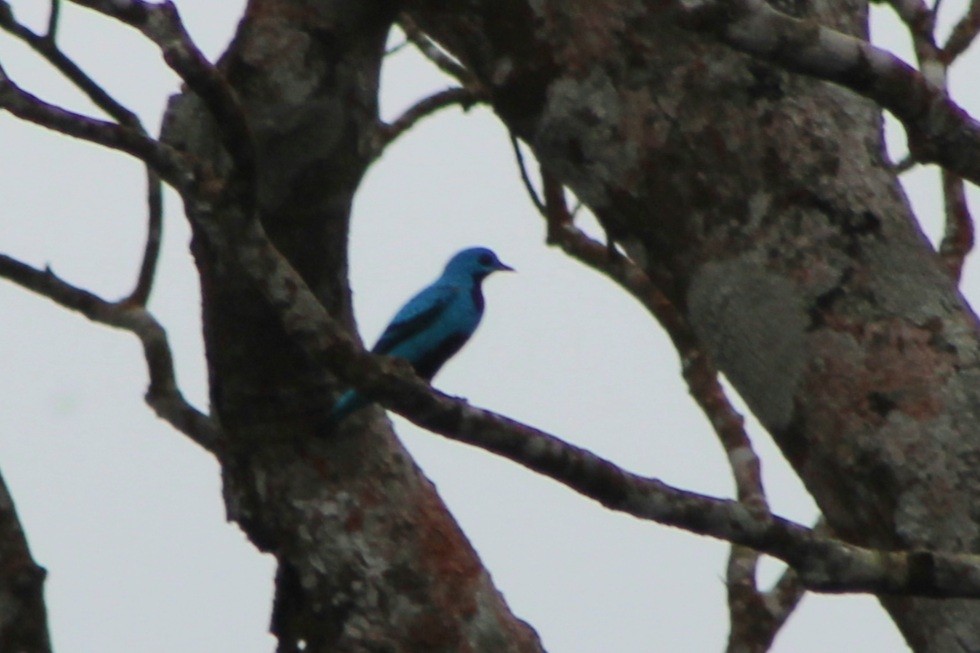 Cotinga Azul - ML622763442