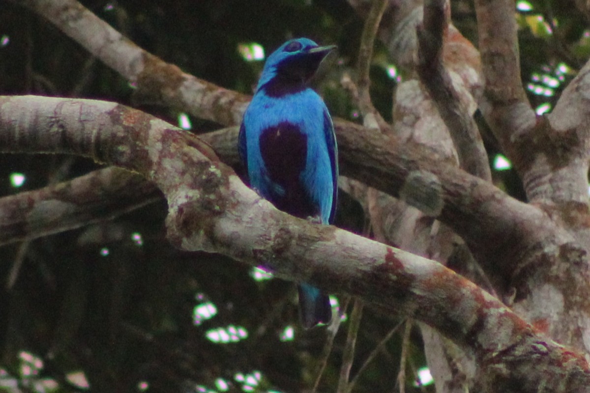 Blue Cotinga - ML622763444