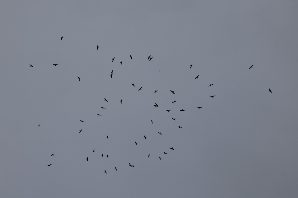 Swallow-tailed Kite - ML622763446