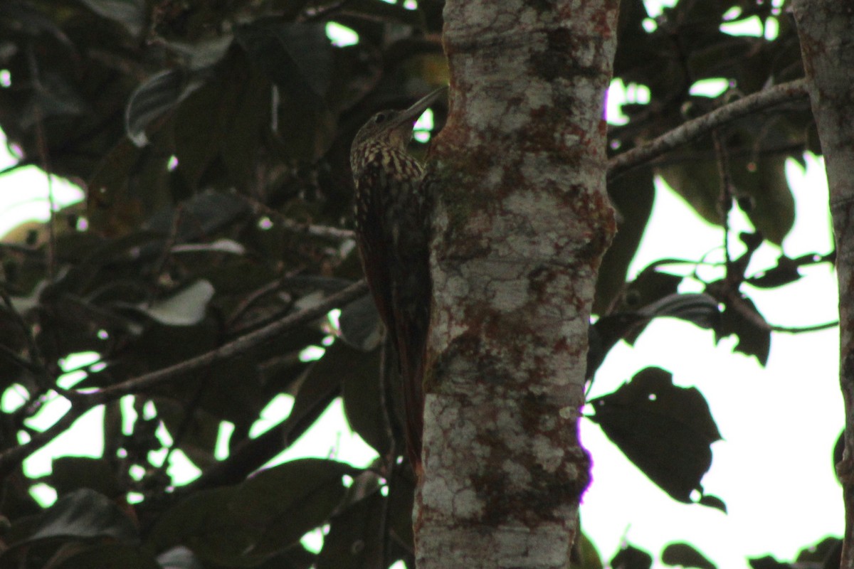 Black-striped Woodcreeper - ML622763457