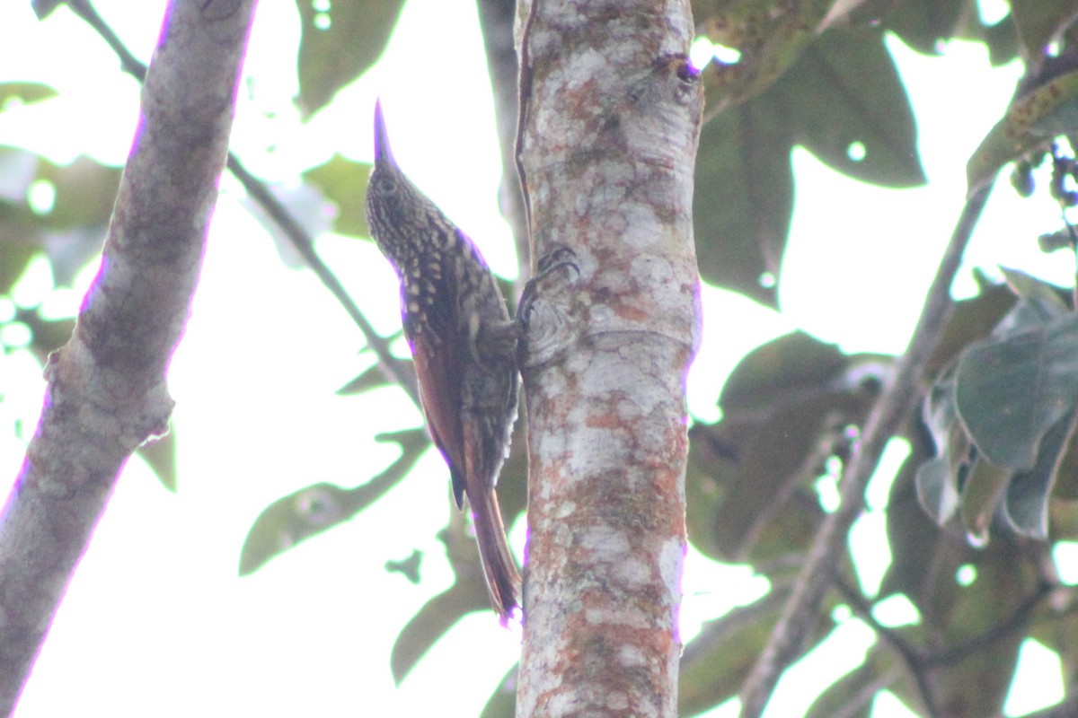 Black-striped Woodcreeper - ML622763458