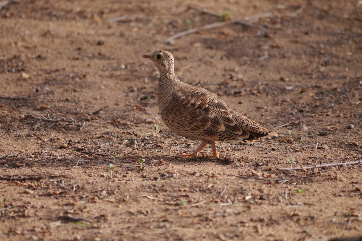 Lichtenstein's Sandgrouse - ML622763480