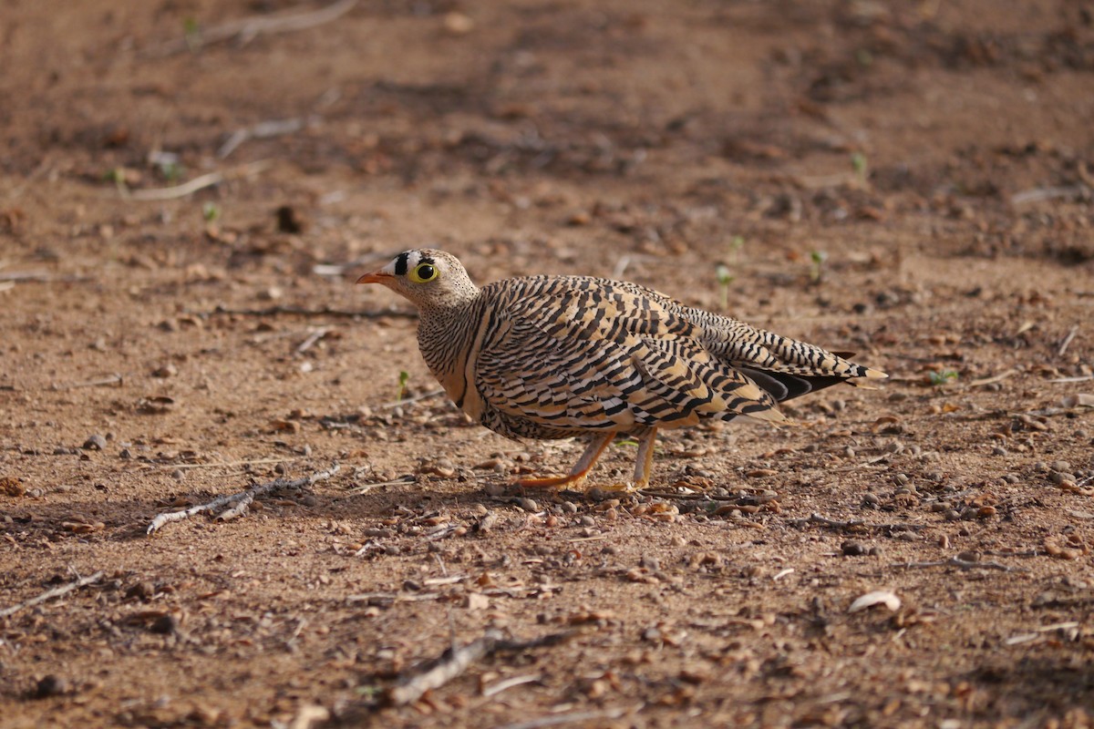 Lichtenstein's Sandgrouse - ML622763481