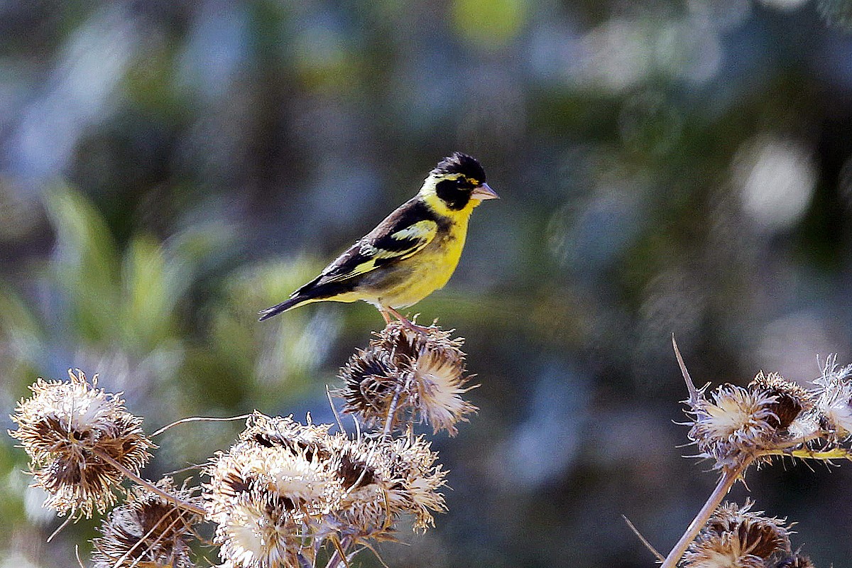 Yellow-breasted Greenfinch - ML622763493