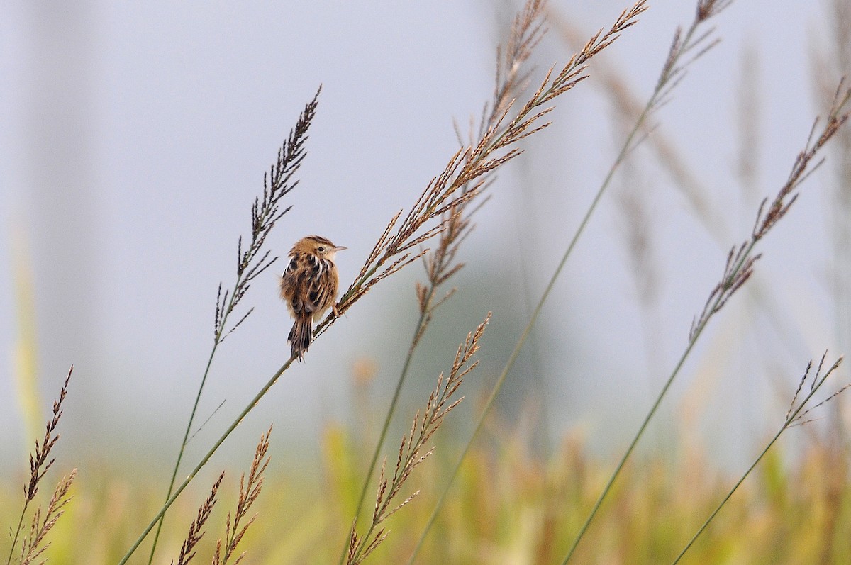 Zitting Cisticola - ML622763499