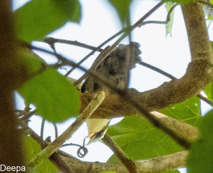 Sri Lanka Scimitar-Babbler - ML622763527