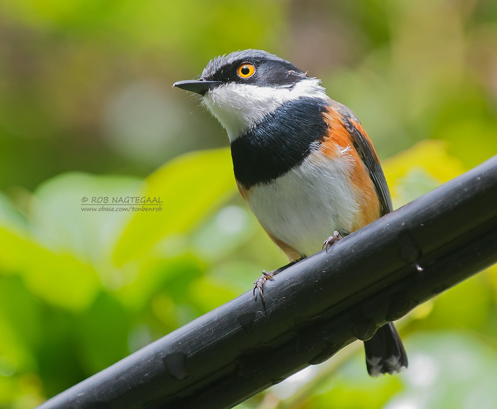 ムナグロセワタビタキ（capensis） - ML622763604