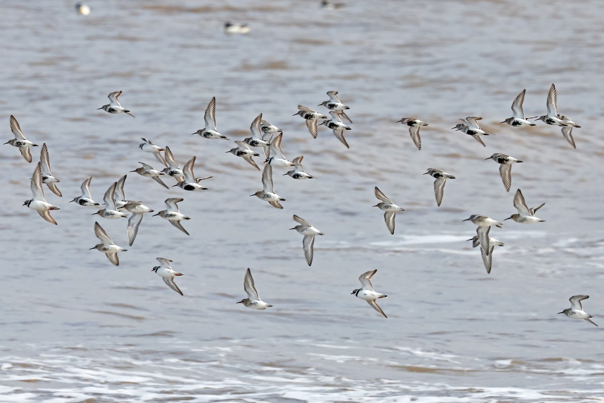 Dunlin - Phillip Edwards