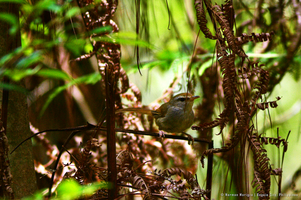 Philippine Bush Warbler - ML622763691