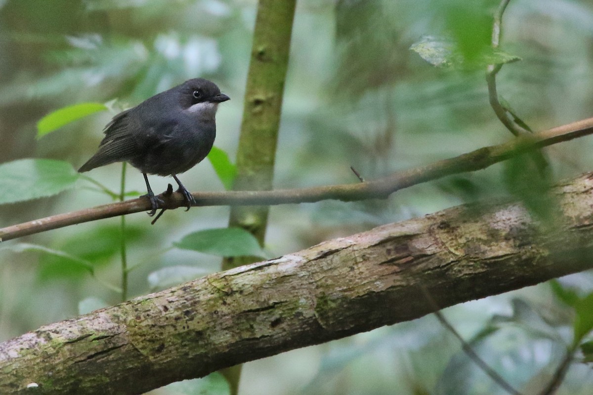 White-eyed Robin - ML622763728