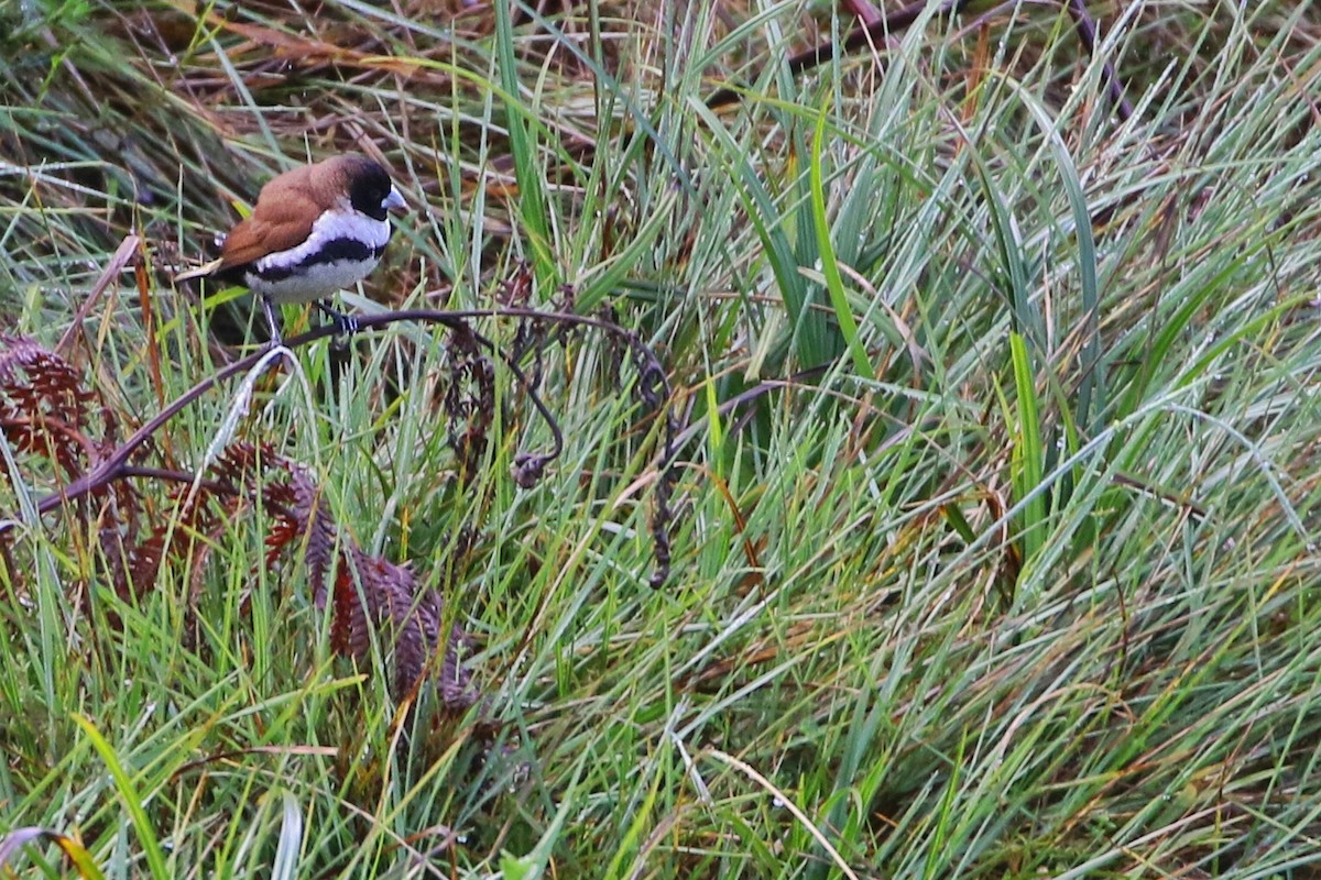 Alpine Munia - ML622763737