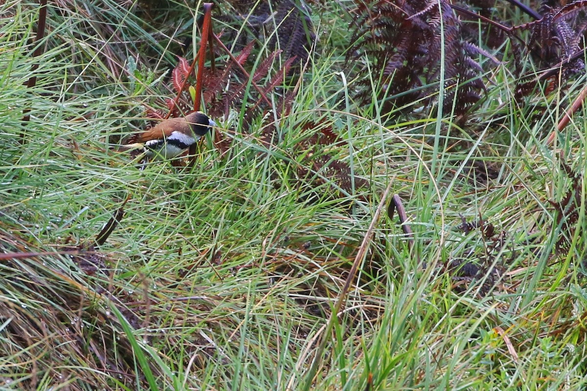 Alpine Munia - ML622763738