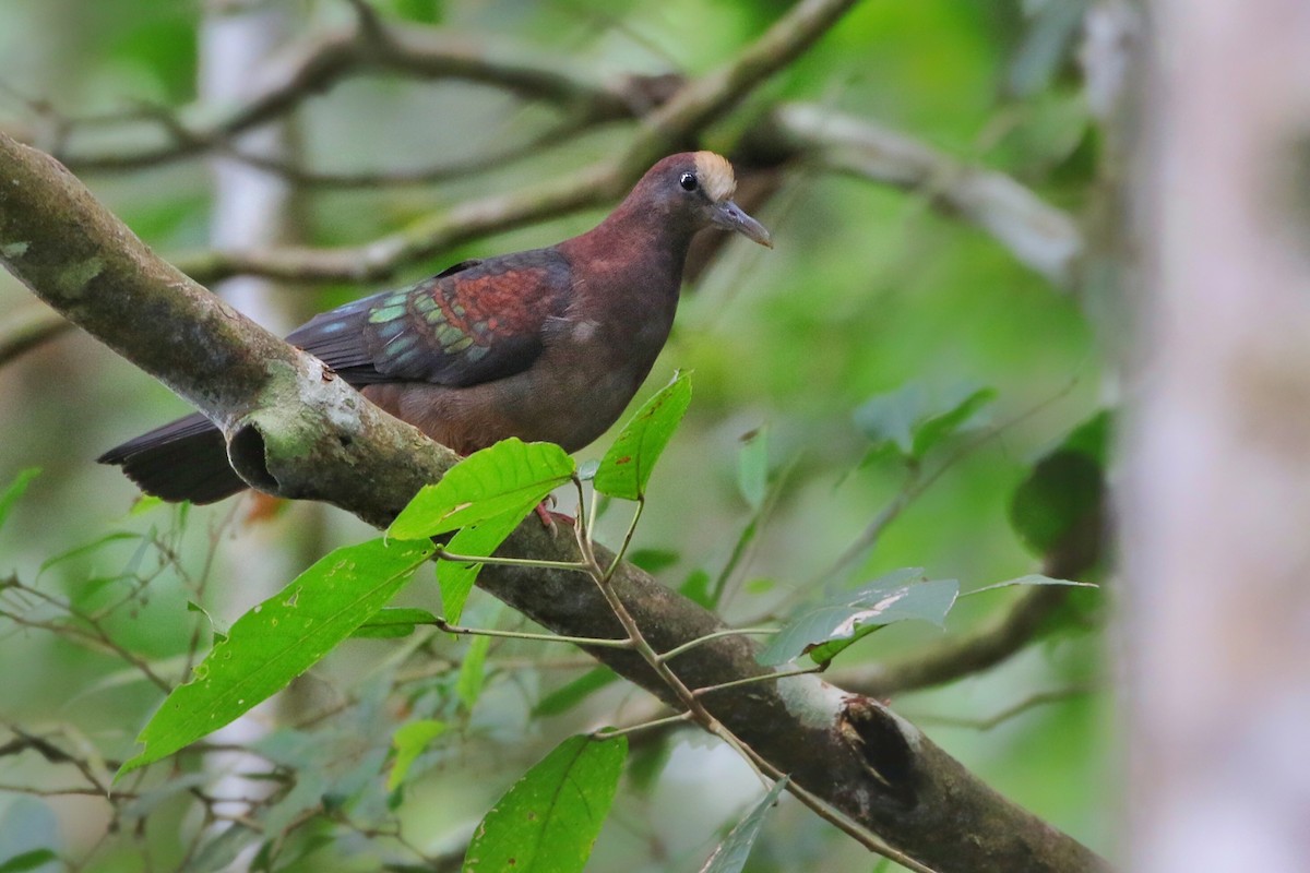 New Guinea Bronzewing - ML622763755