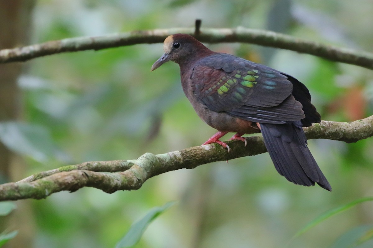 New Guinea Bronzewing - ML622763756
