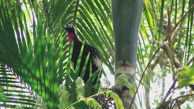 Black-fronted Piping-Guan - ML622763903