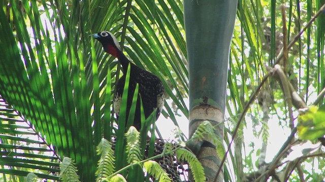 Black-fronted Piping-Guan - ML622763905