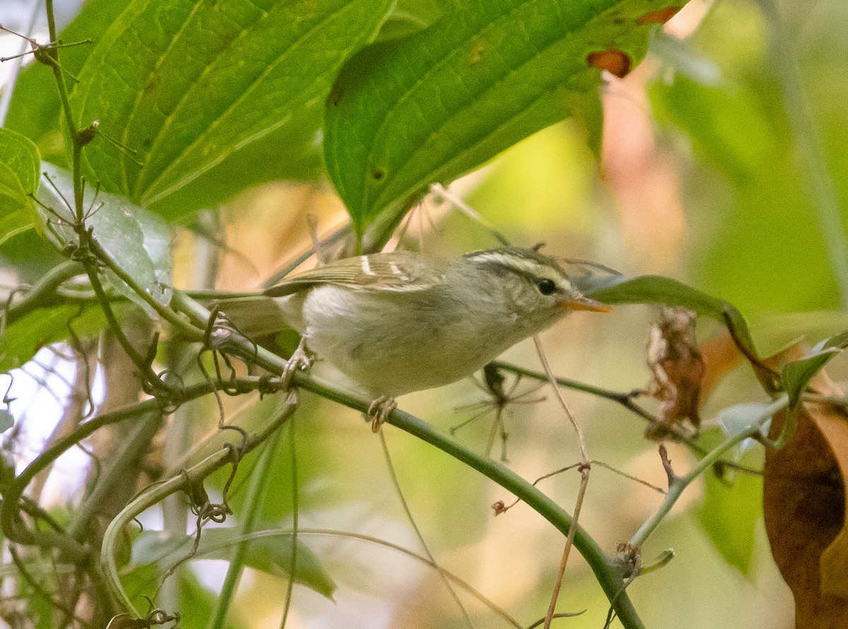 Blyth's Leaf Warbler - SC Horzak Zimik