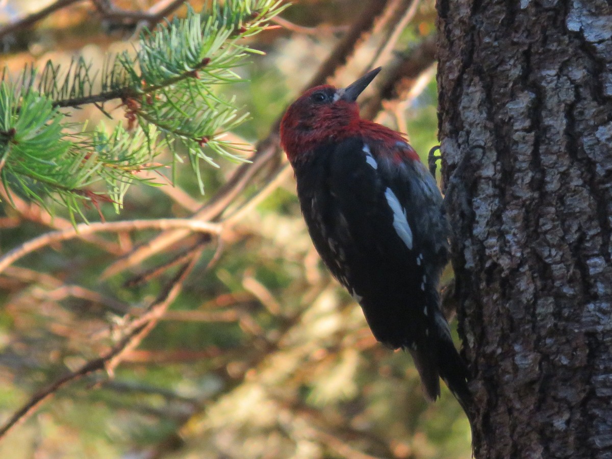 Red-breasted Sapsucker - ML622763962