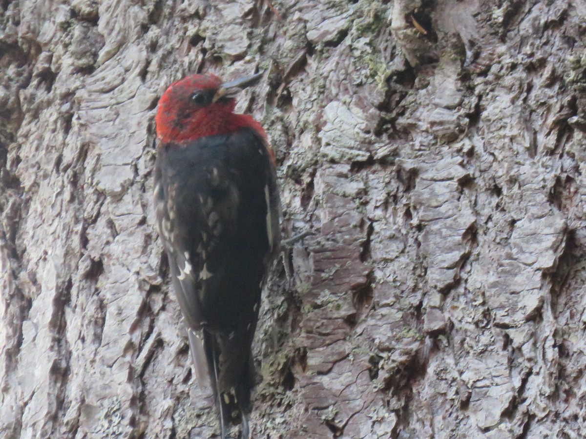 Red-breasted Sapsucker - ML622763963